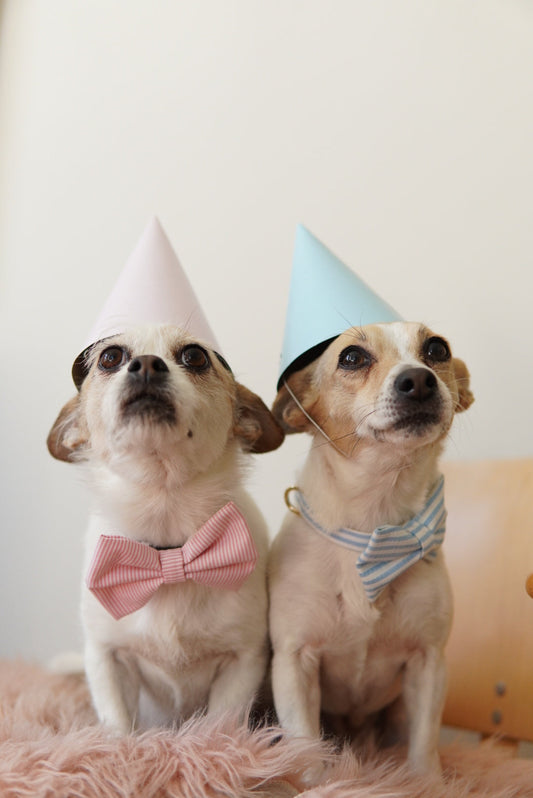 How to Celebrate Your Furry Friend’s Birthday!