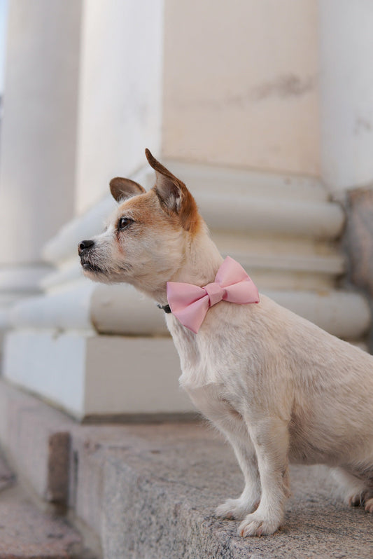 Intro To Dog Fashion