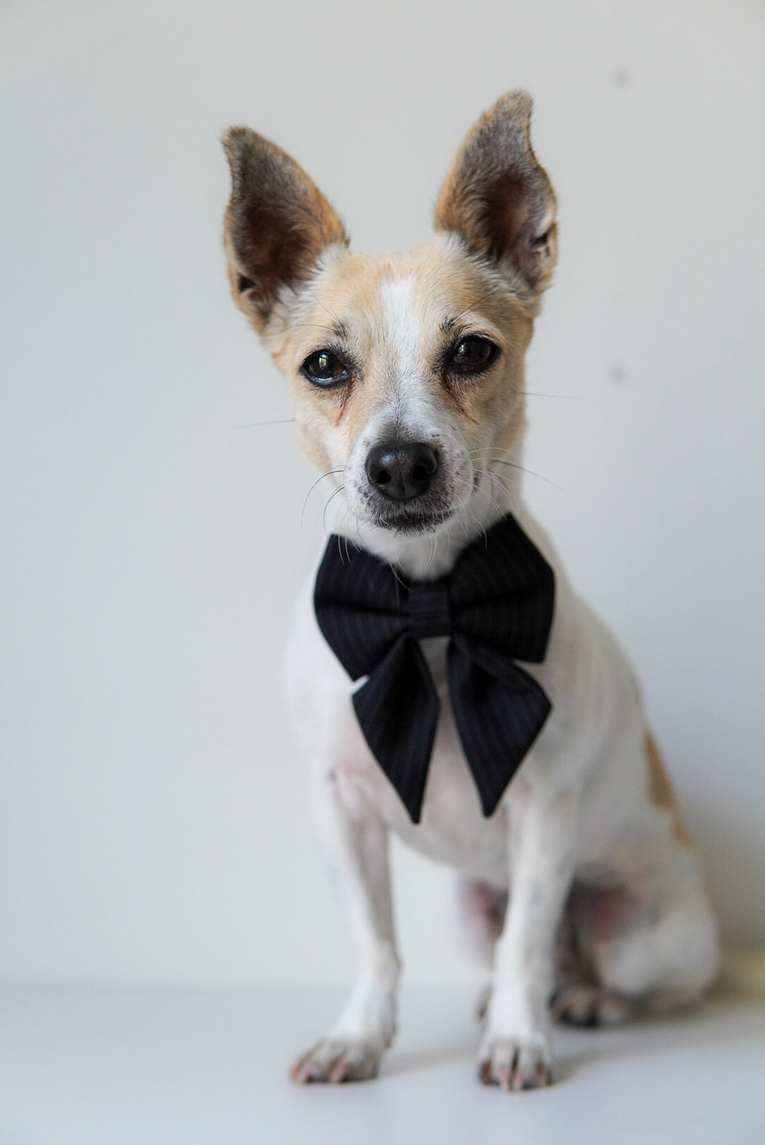 Elegant, black sailor bow for dogs