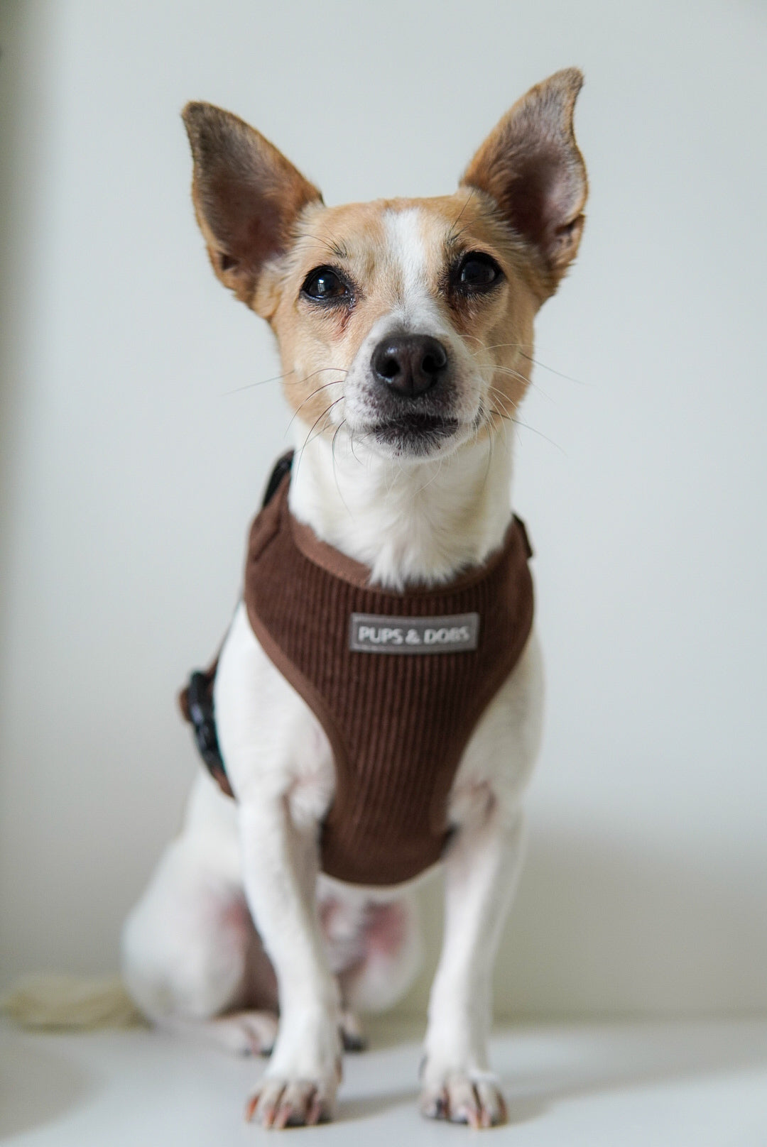 Dog wearing brown corduroy harness