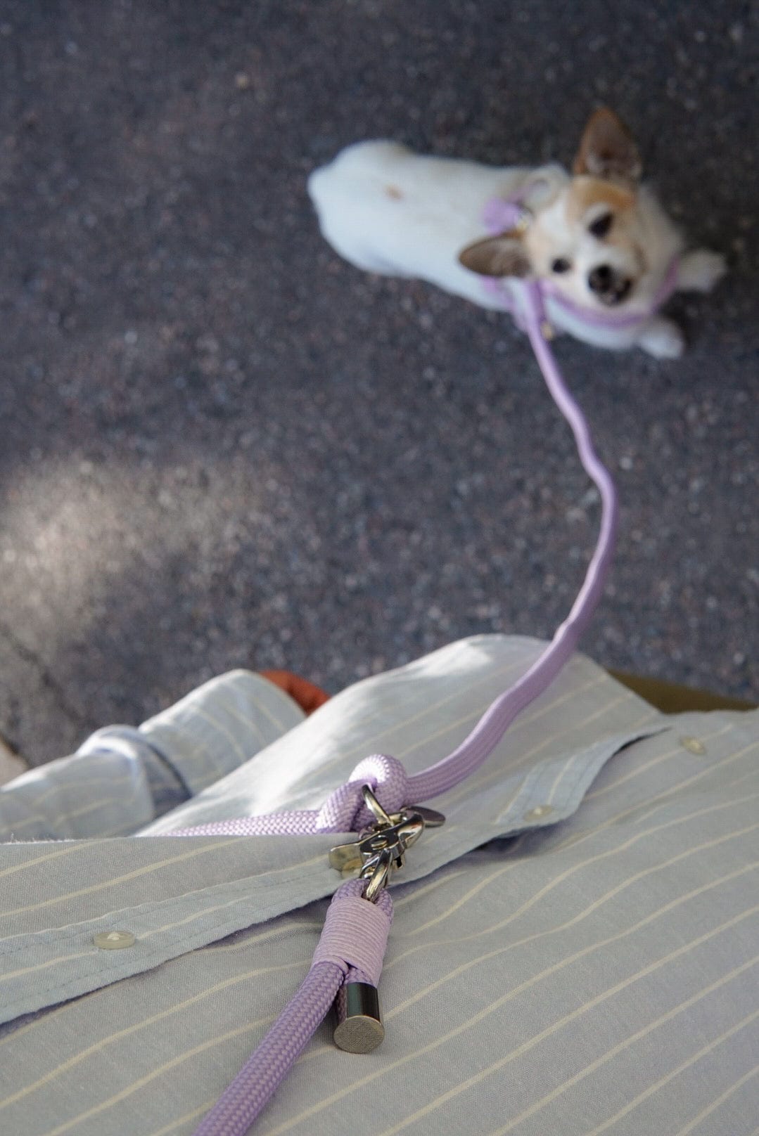 "Purple Pooch" - Hands Free Koppel