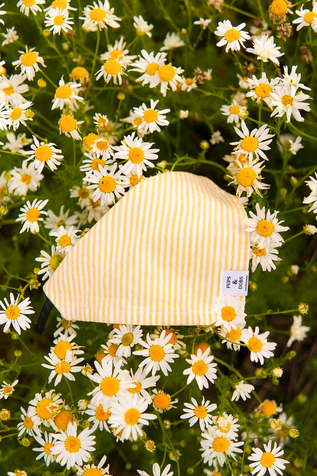 Bandana Daisy