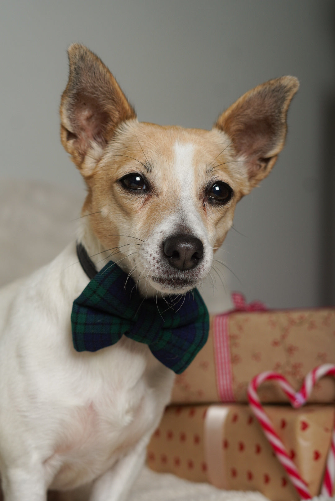 Dog wearing a plaid bow tie with gift boxes and candy canes in the background