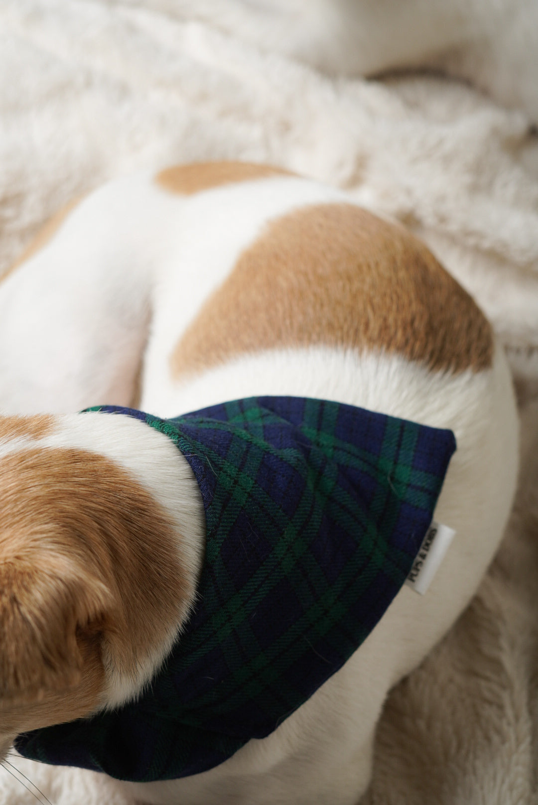Dog wearing a plaid bandana on a soft surface