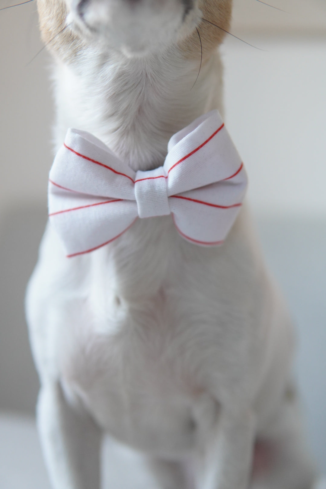 Bow Peppermint