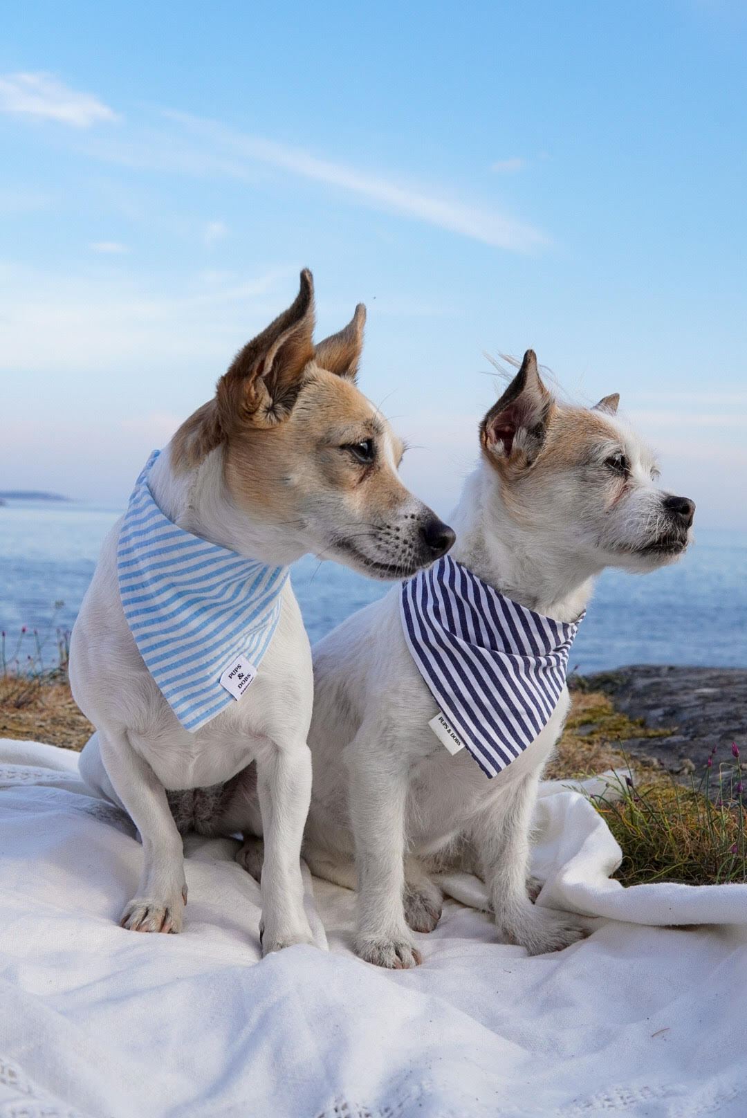 Sailor bandana for dogs