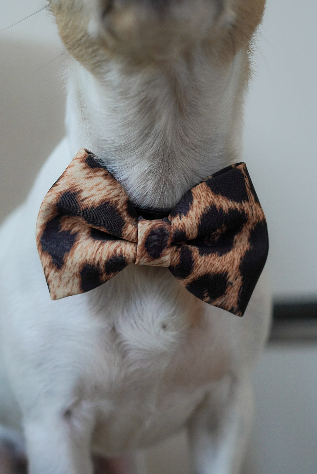 Handmade dog bow, leopard print