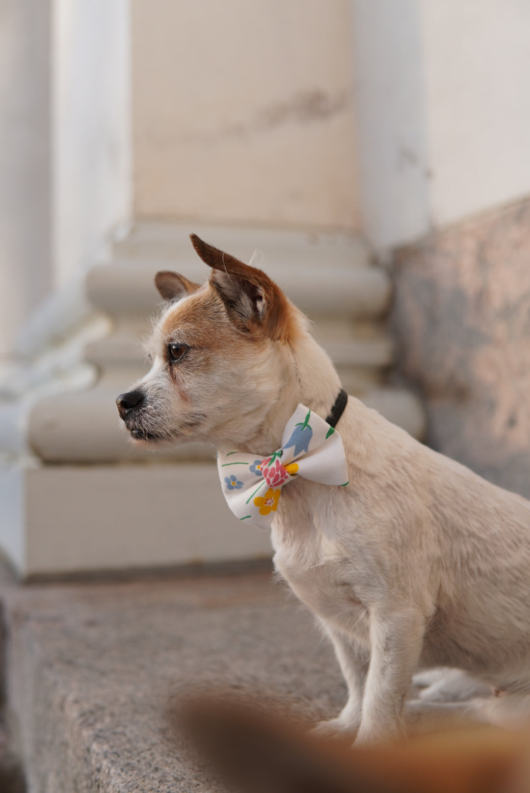 Dog flower bow