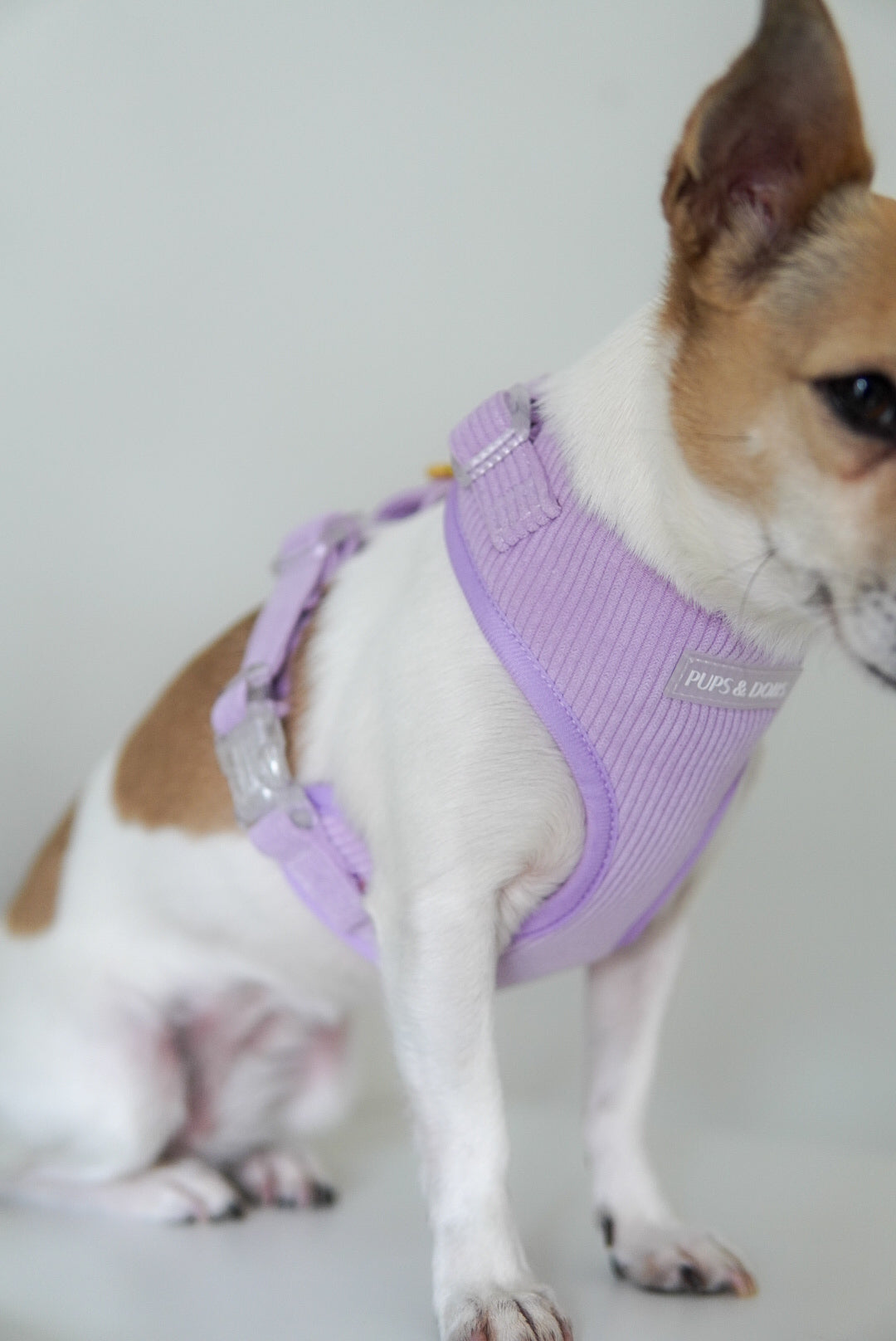 Dog harness