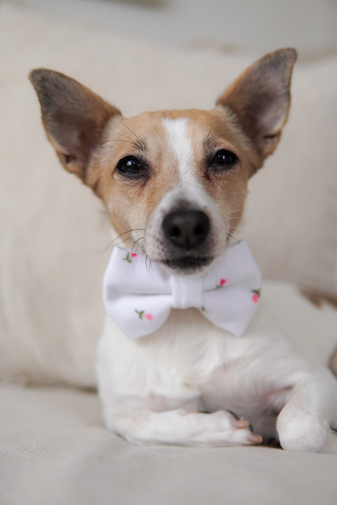 Dog wearing handmade tulip bow tie