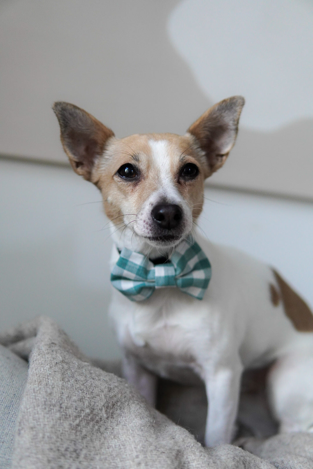 Green handmade dog accessorie