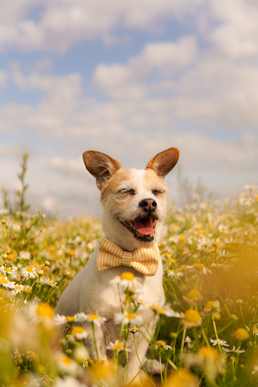 Yellow striped dog bow tie