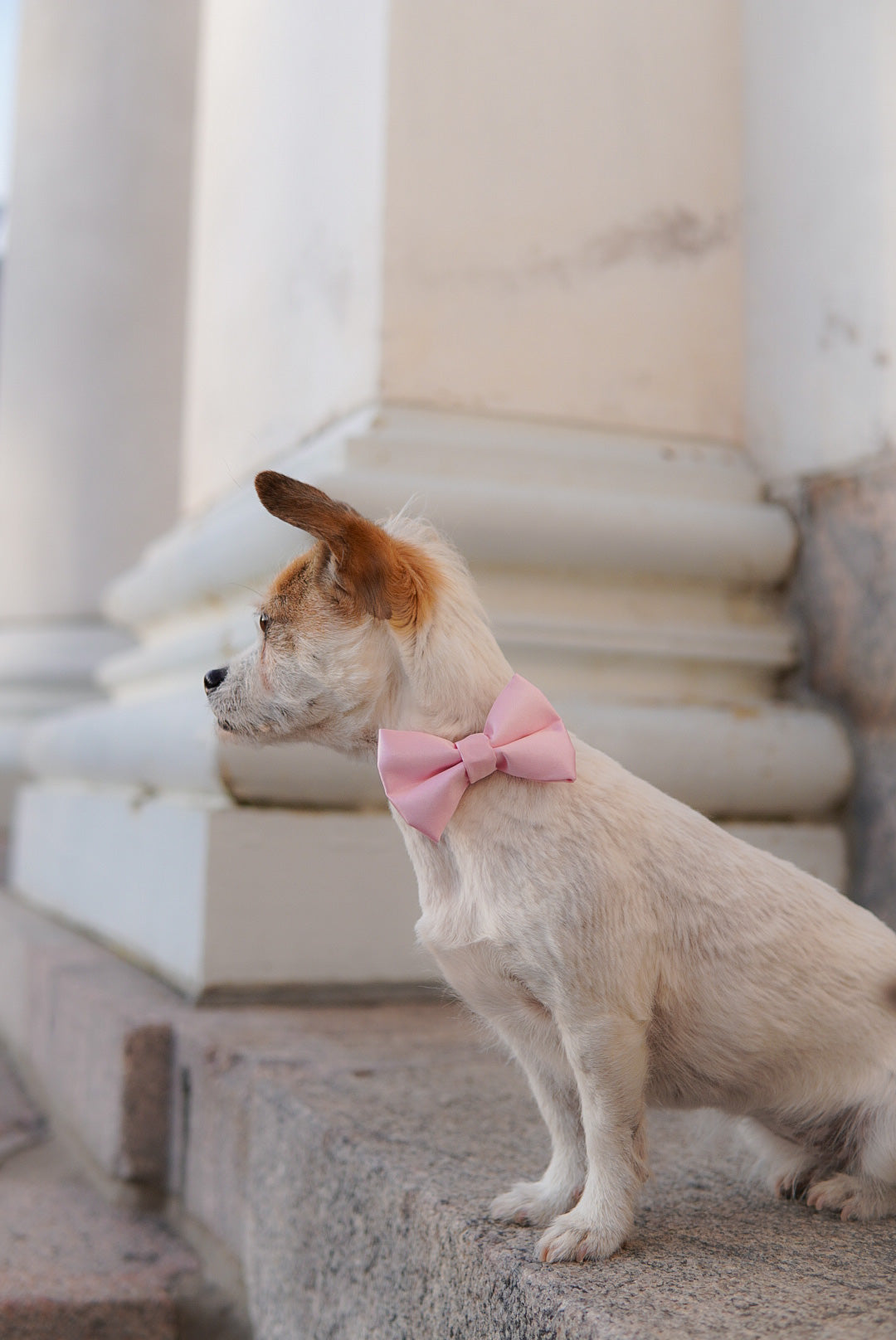 Pink dog bow tie
