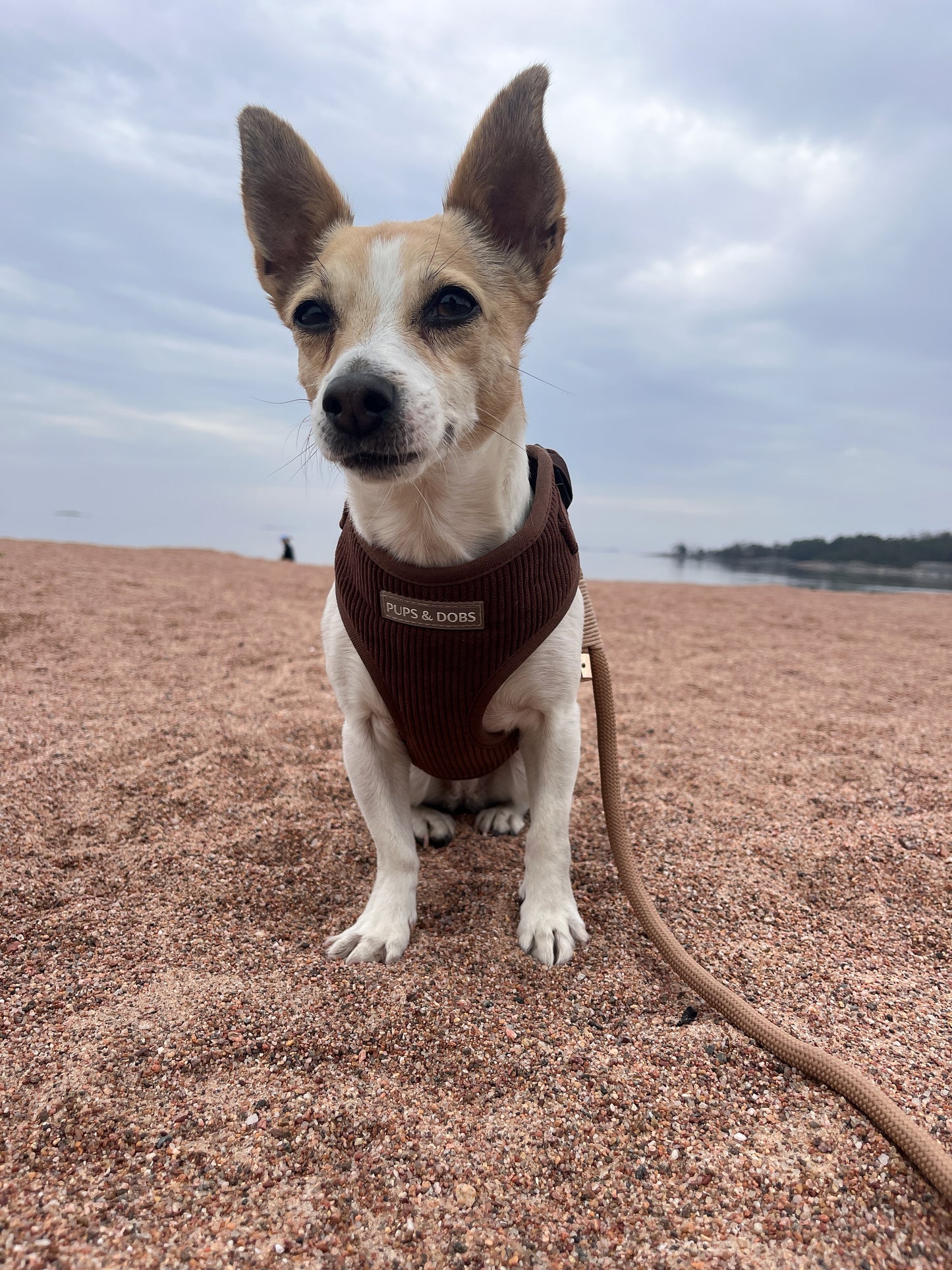 Podengo wearing brown harness