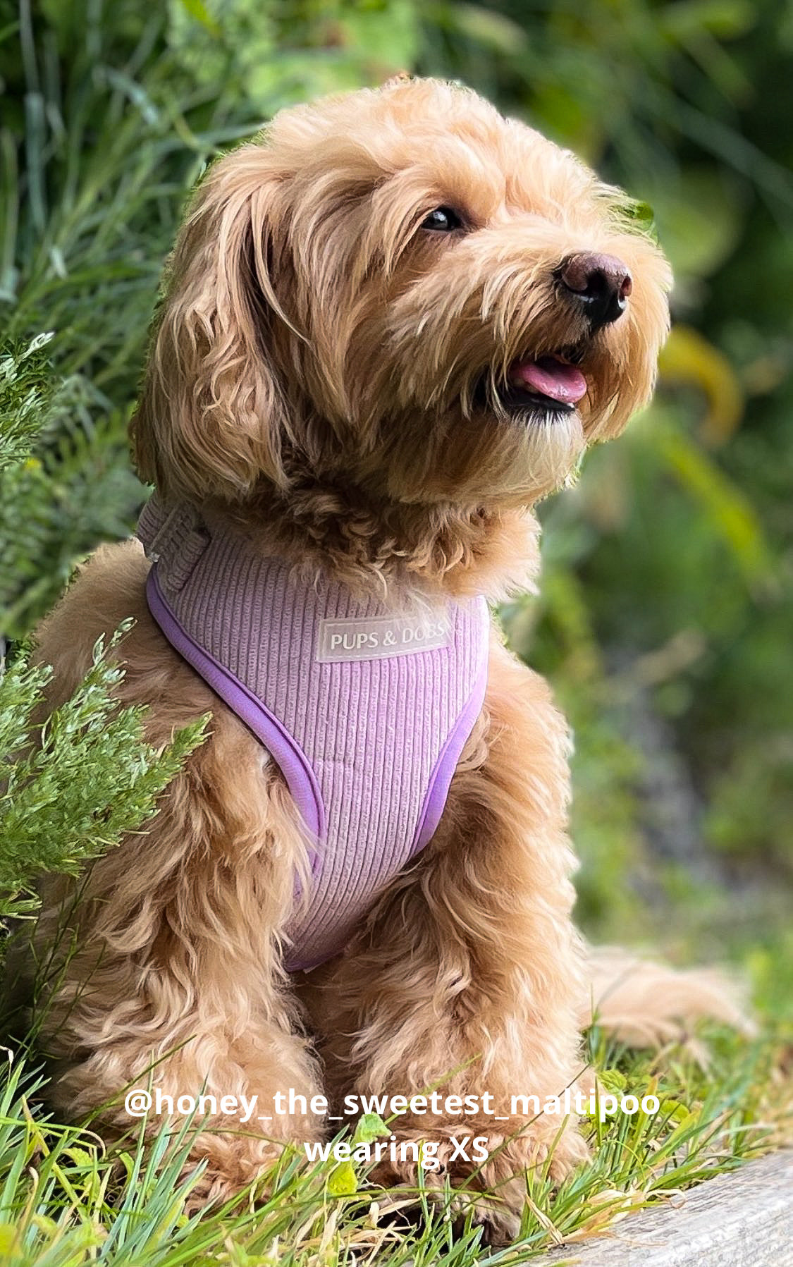 Violet - justerbar hundsele