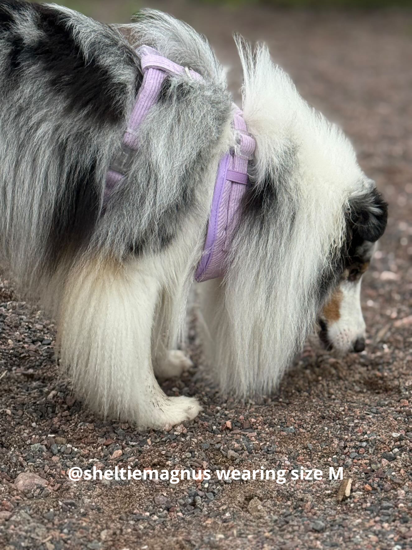 Violet - justerbar hundsele