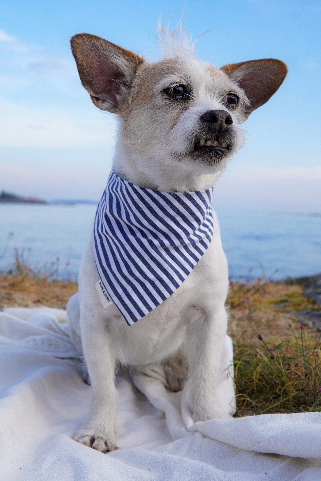 Sailor dog bandana