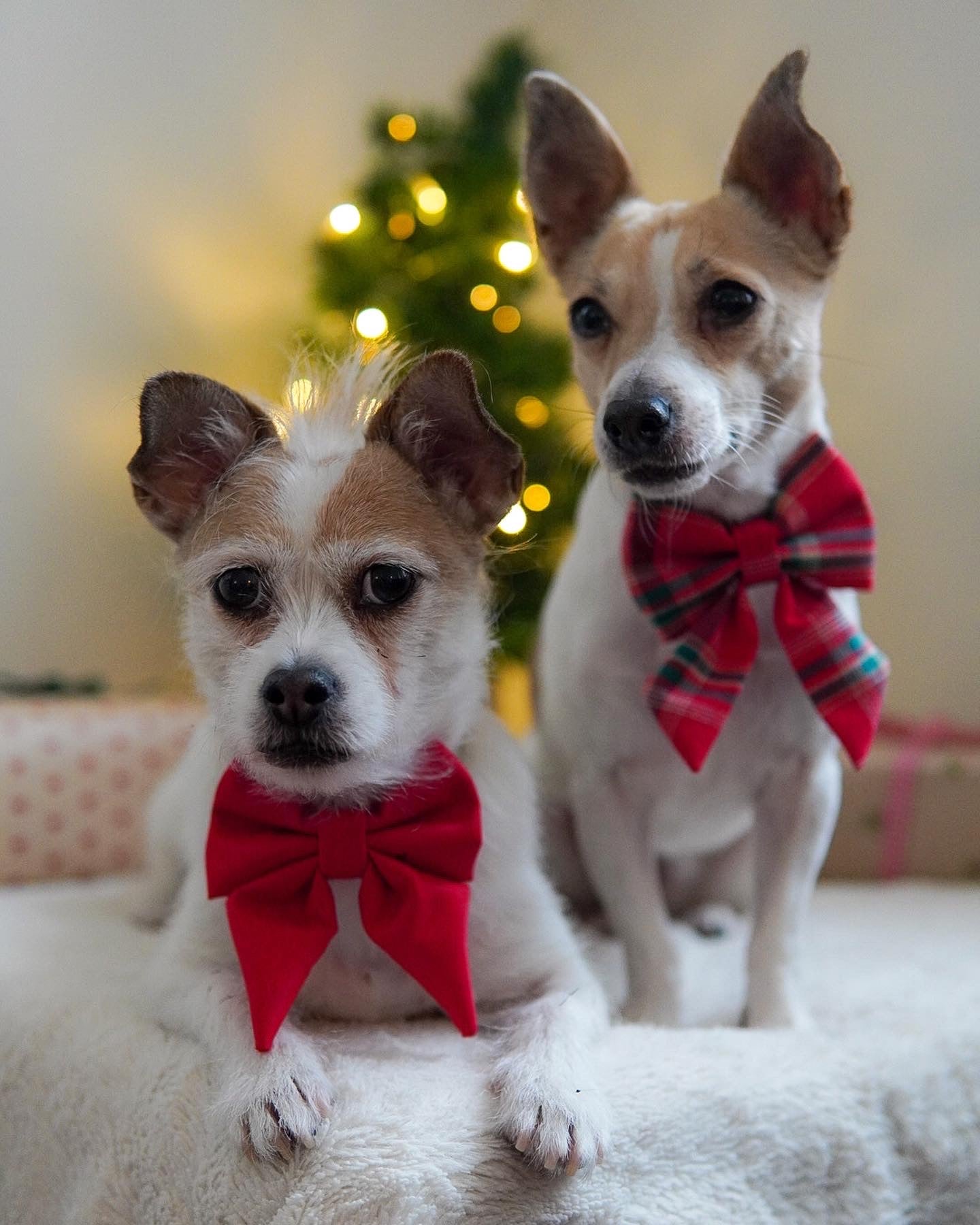 Christmas accessories