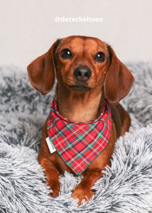 Bandana Christmas Favorite