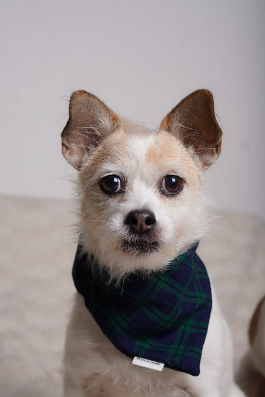 Dog wearing a plaid bandana against a plain background