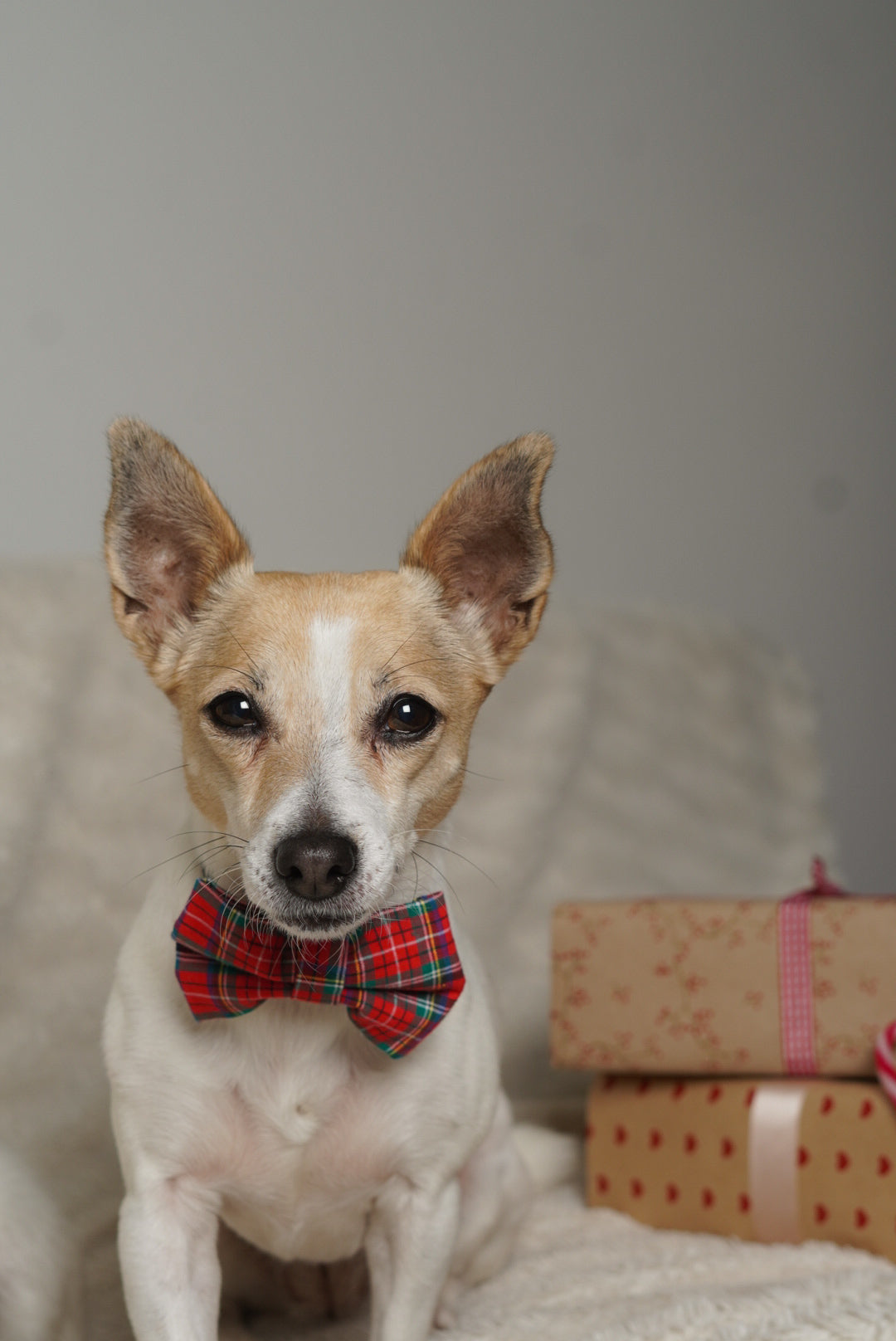 Dog wearing a red plaid bow tie with gift boxes in the background