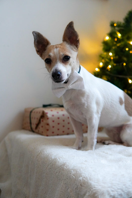 Rosett Winter Wonderland