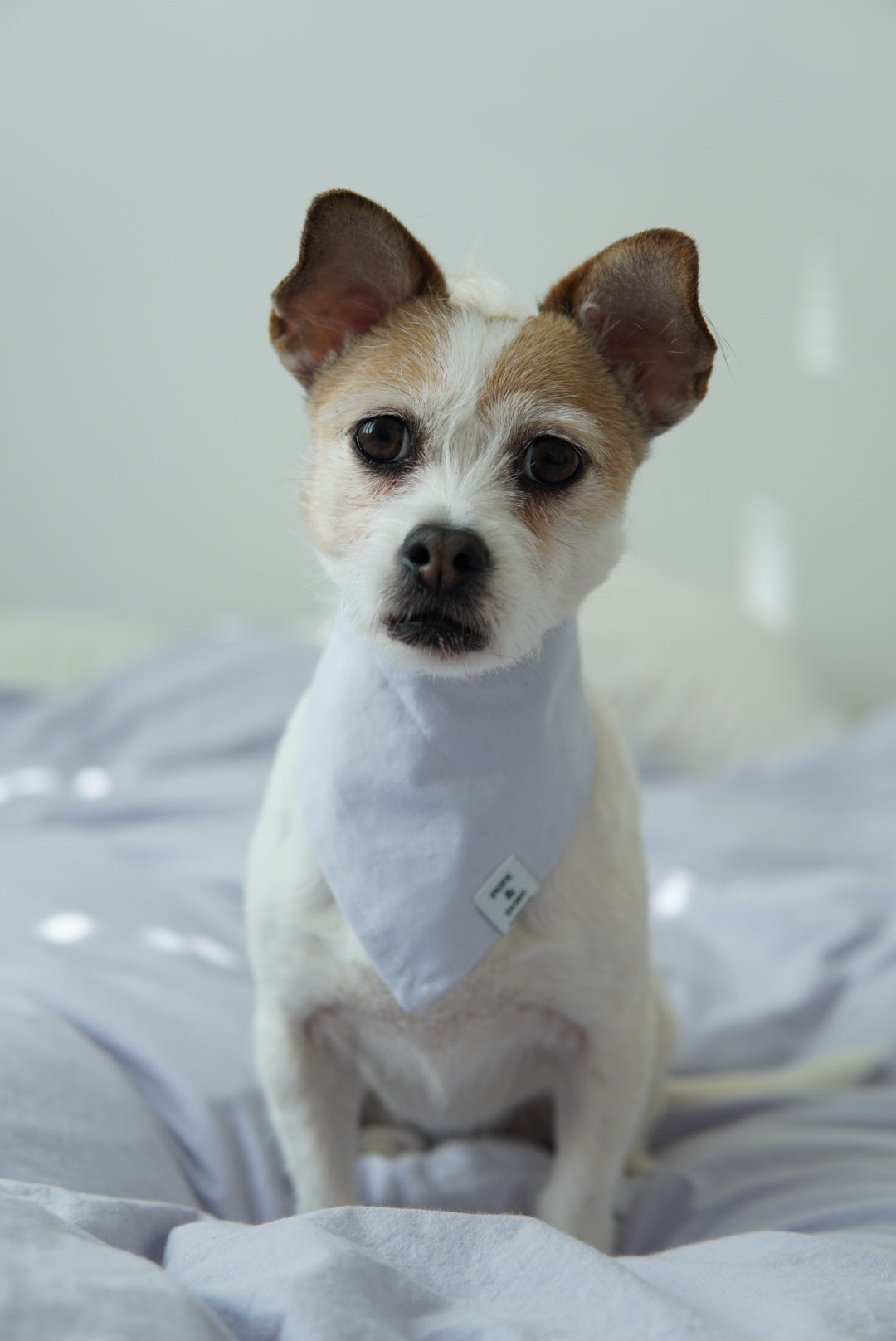 Bandana Laventeli