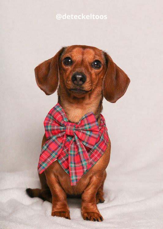 Small dog wearing a red plaid bow tie on a white background