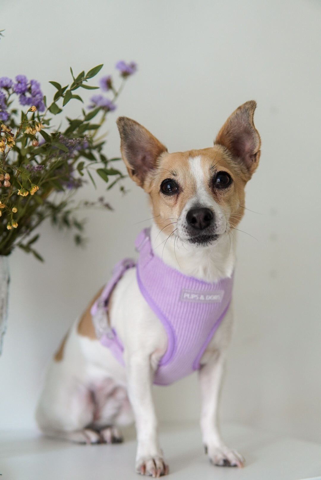 Dog with cute pastel harness